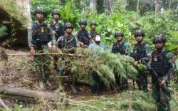 Awalnya Sweeping Pemotor, Satgas Pamtas Temukan Ladang Ganja di Perbatasan Papua