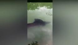 Heboh, Bayangan Ikan Raksasa Muncul di Danau Ranu Pakis Lumajang