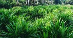 Terungkap, 4 Jenis Tanaman Ini Mengandung Partikel Emas, Salah Satunya Daun Pandan
