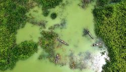 Penampakan Danau Limboto dalam Kondisi Kritis Dipenuhi Eceng Gondok