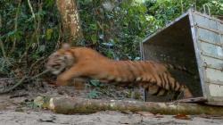 Ngeri! Harimau Sumatera Terkam Ayah dan Anak di Solok Selatan<