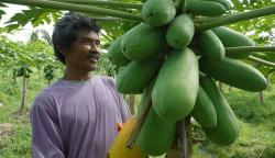 Senyum Petani Magelang Panen Pepaya California