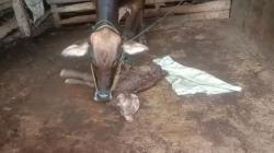 Pringsewu Geger, Muncul Anak Sapi Berkepala 2 dari Indukan Limousine
