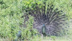 Cantiknya Burung Merak Hijau Jawa yang Masuk Kategori Spesies Dalam Bahaya