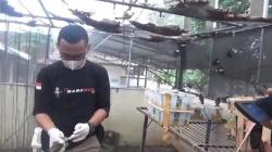 Polisi Gagalkan Penyelundupan 643 Burung dari Sumsel, Akan Dibawa ke Cikupa Tangerang