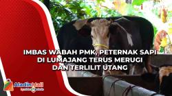 Imbas Wabah PMK, Peternak Sapi di Lumajang Terus Merugi dan Terlilit Utang