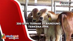 350 Sapi Ternak di Bandung Terkena PMK