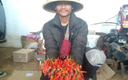 Keren, Petani Milenial di Lembang KBB Sukses Budi Daya Cabai Rawit Jumbo Kualitas Super<