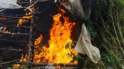 BNN Temukan 5 Hektare Lahan Ganja di Gayo Lues, 20.000 Batang Dibakar