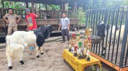 Kembangkan Kambing Etawa, Desa di Lereng Merapi Ini Berhasil Keluar dari Kemiskinan