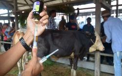 Obat Ternak di Lombok Langka di Tengah Lonjakan Kasus PMK