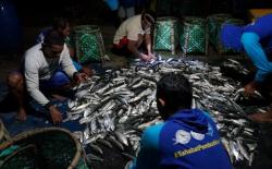 Terdampak Banjir Rob, Petambak Bandeng di Jepara Rugi Ratusan Juta Rupiah