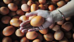 Harga Telur Naik, Pelaku Usaha Makanan dan Minuman Skala Kecil Enggak Kuat