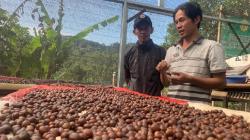 Ladang Kopi Jenis Liberika Andriona Ditemukan di KBB, Diduga Peninggalan Belanda<
