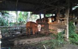 Belasan Anak Sapi Mati di Loteng gegara Tak Dapat Susu dari Induk yang Terinfeksi PMK