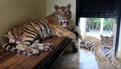 Melihat Koleksi Harimau Benggala di Taman Rusa Aceh Besar