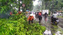 Hati-hati! 162 Pohon di Jalan Kota Bogor Rawan Tumbang