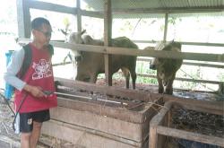 307 Ternak Positif Penyakit Mulut dan Kuku, DPP Kulonprogo: 40 Ekor Sudah Sembuh<