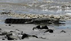 Mandi di Sungai, Bocah 13 Tahun di Pasaman Barat Hilang Diterkam Buaya
