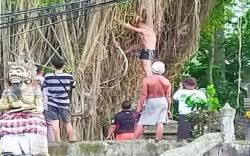 Bule Australia Pemanjat Pohon Keramat di Bali Diusir Paksa