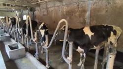 Dampak PMK, Produksi Susu Sapi Peternak di Boyolali Turun Drastis