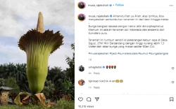 Bunga Bangkai Raksasa Mekar di Kebun Wagub Sumut, Netizen: Masya Allah<