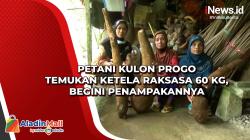 Petani Kulon Progo Temukan Ketela Raksasa 60 Kg, Begini Penampakannya