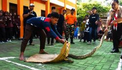 Damkar Edukasi Anggota Pramuka Cara Menangkap Ular Tanpa Harus Membunuh
