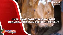 Unik, Anak Sapi di Blora Lahir Bermata Tiga dan Miliki Dua Mulut
