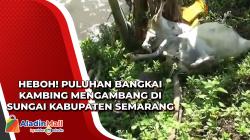 Heboh! Puluhan Bangkai Kambing Mengambang di Sungai Kabupaten Semarang