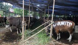Pantau Hewan Kurban, Disbunak Paser Terjunkan Tim Pengawas