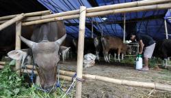 40.000 Sapi Terjangkit PMK, Vaksinasi Perdana Dilakukan di Seluruh Pulau Lombok