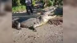 Menegangkan, Aksi Kakek Usman Taklukkan Buaya Besar Terekam Kamera Warga