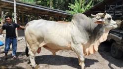 Sapi Kurban Presiden Jokowi di Bengkulu Beratnya 803 Kg<