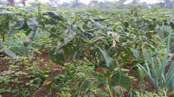 Hama Ini Bikin Harga Cabai Melambung, Petani di Sukabumi Bisa Gagal Panen gegara Ulahnya