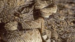 Perempuan Pemilik Peternakan Reptil Dipatuk Ular Berbisa, Begini Kondisinya