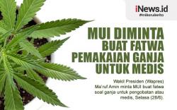 Infografis MUI Diminta Buat Fatwa Pemakaian Ganja untuk Medis