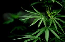 DPR Usul Pembangunan Kawasan Khusus untuk Ganja Medis di Maluku