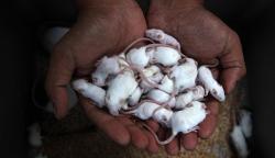 Bisnis Ternak Tikus Putih, Dijual Rp4.000-Rp70.000 per Ekor
