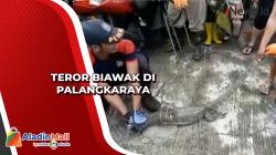 Teror Biawak di Palangkaraya