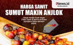 Infografis Harga Sawit di Sumut Makin Anjlok