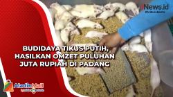 Budidaya Tikus Putih, Hasilkan Omzet Puluhan Juta Rupiah di Padang
