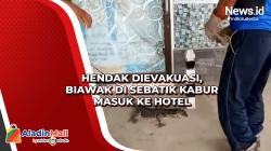 Hendak Dievakuasi, Biawak di Sebatik Kabur Masuk ke Hotel