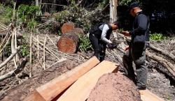2 Pembalak Liar di Malang Tertangkap usai Buron selama 2 Tahun  