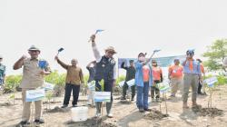 Upaya Kurangi Dampak Pemanasan Global, Jutaan Bibit Mangrove Ditanam di Pesisir Utara Subang