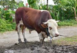 Penampakan Sapi Kurban Presiden Jokowi Dibeli dari Bone Seharga Rp77 Juta<