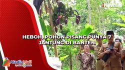 Video Viral Pohon Pisang Punya 7 Jantung di Banten