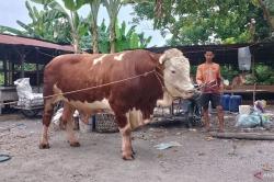 Sapi Kurban Presiden Jokowi di Pekanbaru Berbobot 814 Kg, Tiap Hari Diberi Ramuan Jamu<