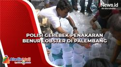 Polisi Gerebek Penakaran Benur Lobster di Palembang, Belasan Miliar Rupiah Diamankan