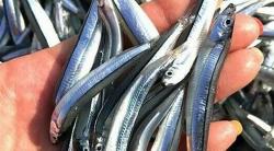 Heboh Hujan Ikan Teri di San Francisco, Ternyata Ini Penyebabnya